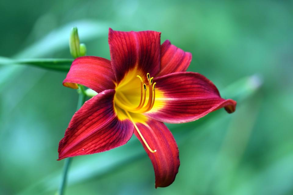 Red Lily