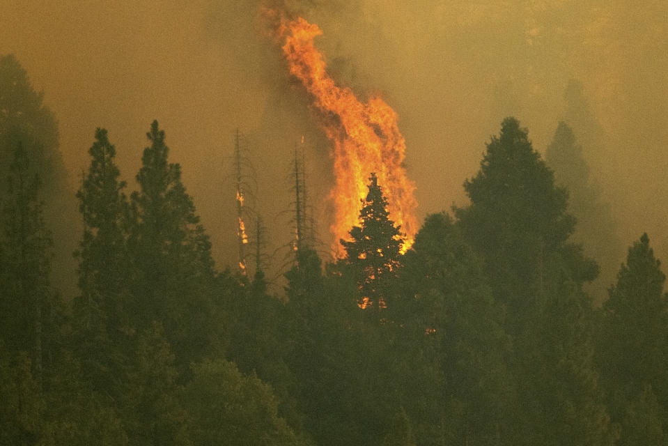 The Windy Fire burns in Sequoia National Forest, Calif., Thursday, Sept. 16, 2021. The fire has burned into the Peyrone Sequoia Grove and continues to threaten other sequoias, according to fire officials. (AP Photo/Noah Berger)