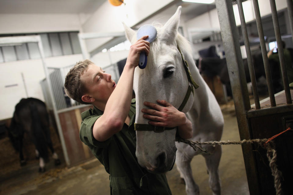 A horse is groomed in the stables at Hyde Park Barracks on April 15, 2011 in London, England. (Photo by Dan Kitwood/Getty Images)