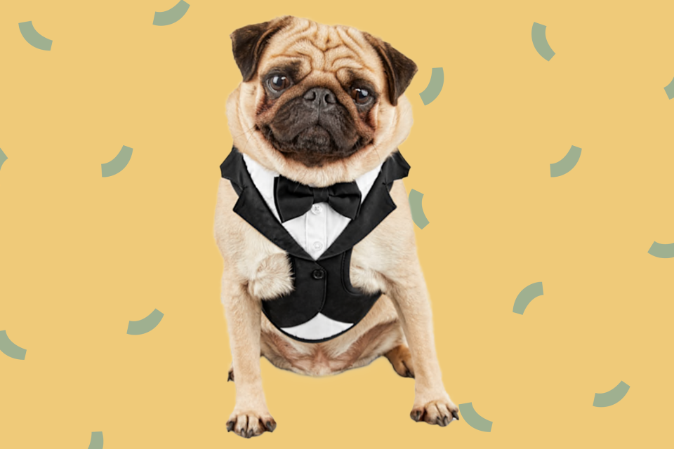 pug in tux