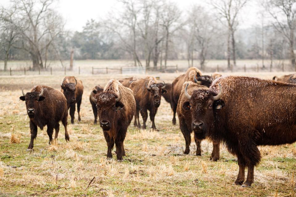 A heard of bison at Chase RiceÕs home in Franklin, Tenn. on Feb. 1, 2023.