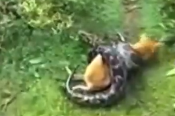 Owner saves dog from being crushed and eaten by python (video)