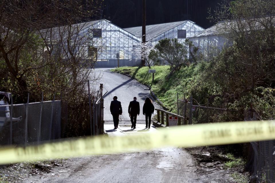 Behind police caution tape three people walk up a road toward a row of greenhouses flanked by a forest.