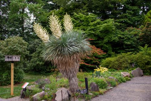 Beaked Yucca (Yucca rostrata)