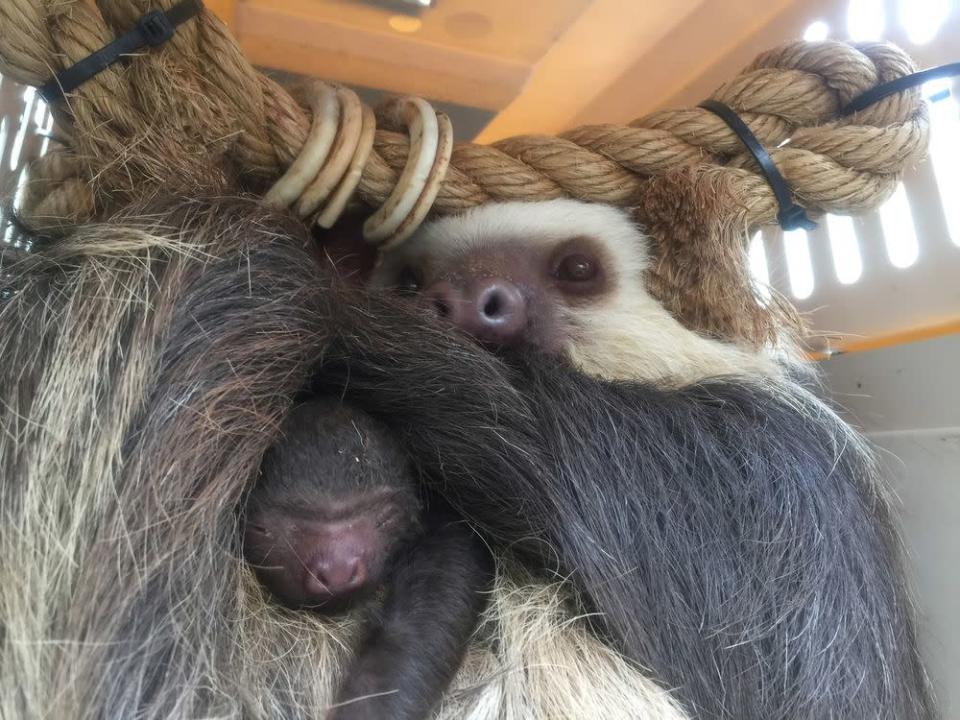 Baby Sloth Is Born At Colorado Zoo After Moms Pregnancy Surprises