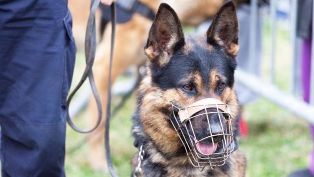 police dogs attacking