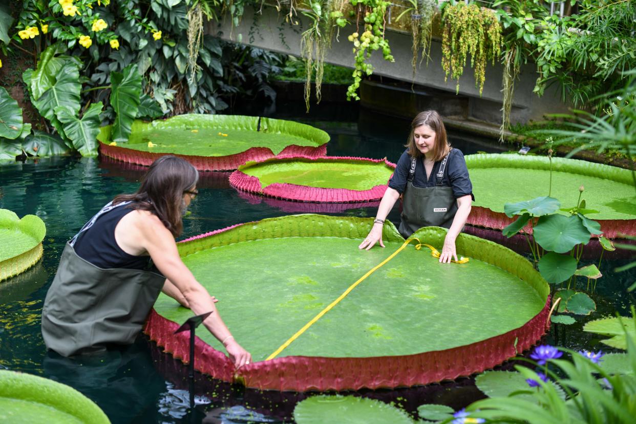 Victoria boliviana, the world's largest waterlily. RBG Kew