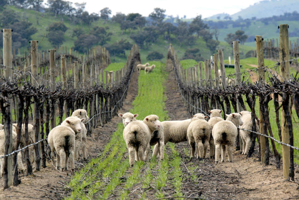 Winery in the Yass area in Australia (Photo: Getty Images)