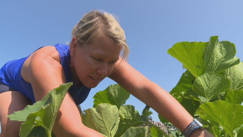 Island farmers assess damage from hail storm