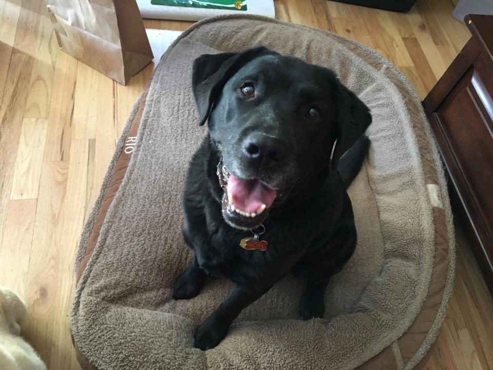 A black Labrador retriever smiles at the camera. (Jen Reeder)