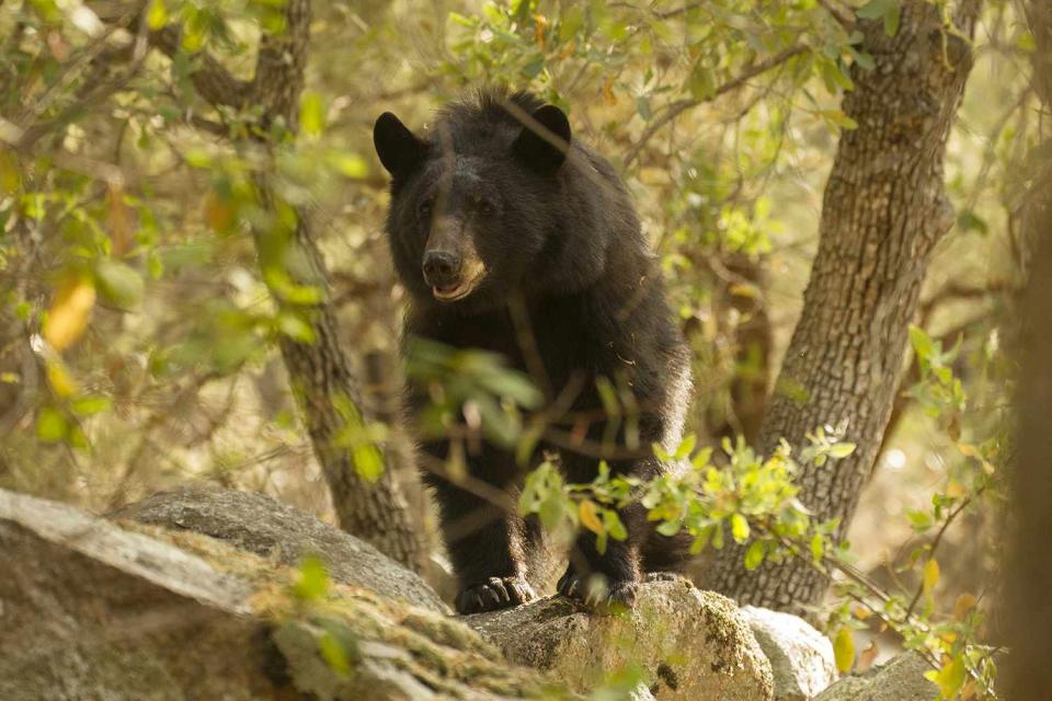 <p>Getty Images</p> A black bear