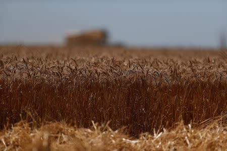 A cereal plantation is seen on an intensive farm near Evora, Portugal, August 8, 2018. REUTERS/Rafael Marchante