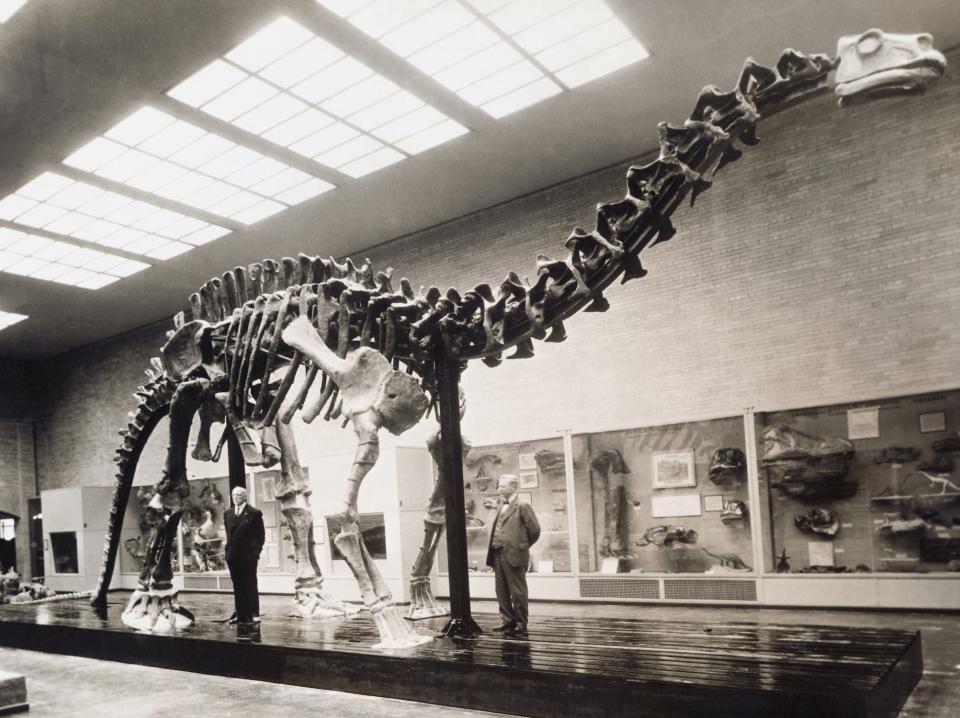 A brontosaurus skeleton on display at the Peabody Museum