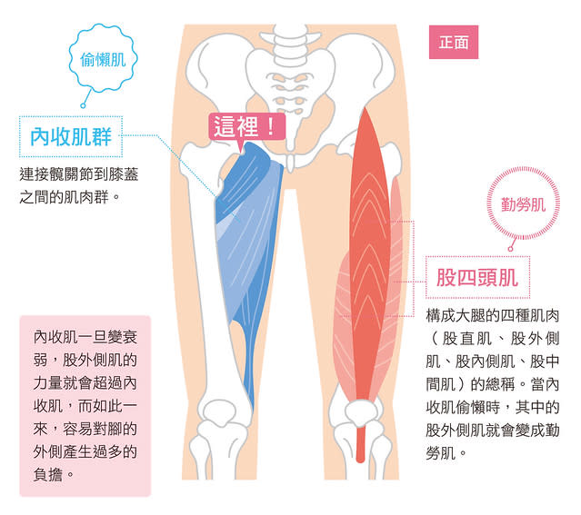 內收肌