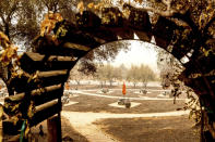 Following the Glass Fire, umbrellas stand in a scorched picnic area at Fairwinds Estate Winery on Thursday, Oct. 1, 2020, in Calistoga, Calif. (AP Photo/Noah Berger)