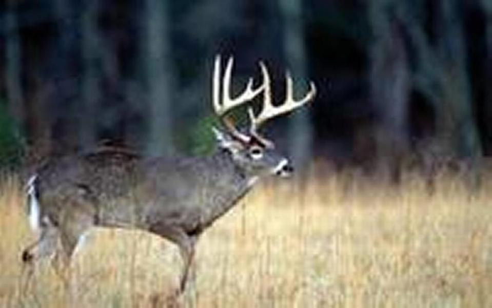 White-tailed deer infected by chronic wasting disease are infectious until their deaths.