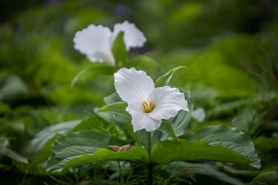 White Wake-Robin (Trillium grandiflorum) flowers in a field. 