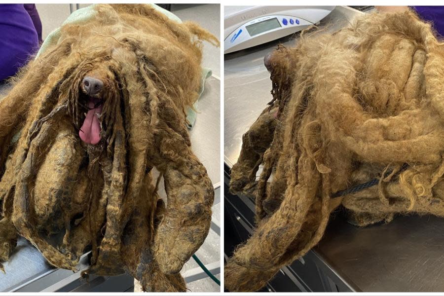 El asombroso antes y después del perrito que fue rescatado tan descuidado que cargaba 3.5 kilos de pelo encima