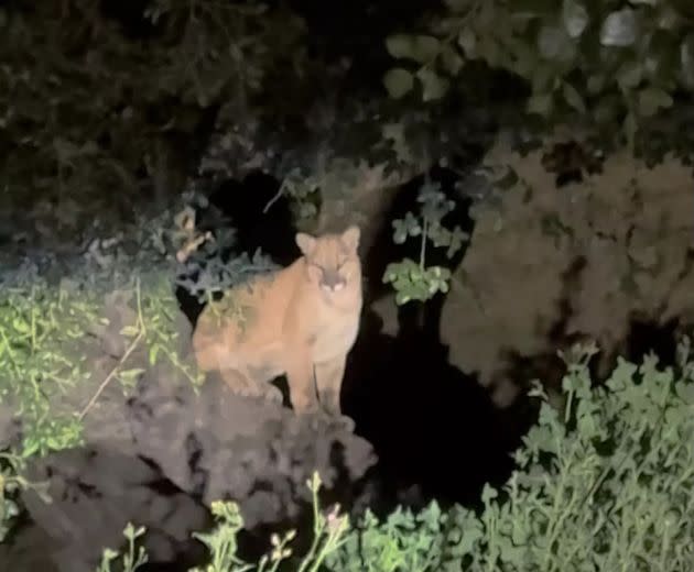 A possible mountain lion sighting in Griffith Park, Los Angeles, captured by Vladimir Polumiskov.