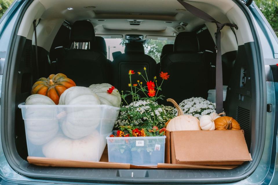 pumpkins in plants in bin in the back of a minivan