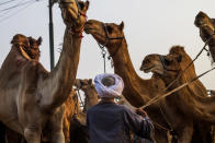 <p>A camel vendor leads his camel at the camel market in Birqash, Giza, 25 km,16 miles north of Cairo, Egypt, on August 26, 2016. (Photo: Fayed El-Geziry /NurPhoto via Getty Images)</p>