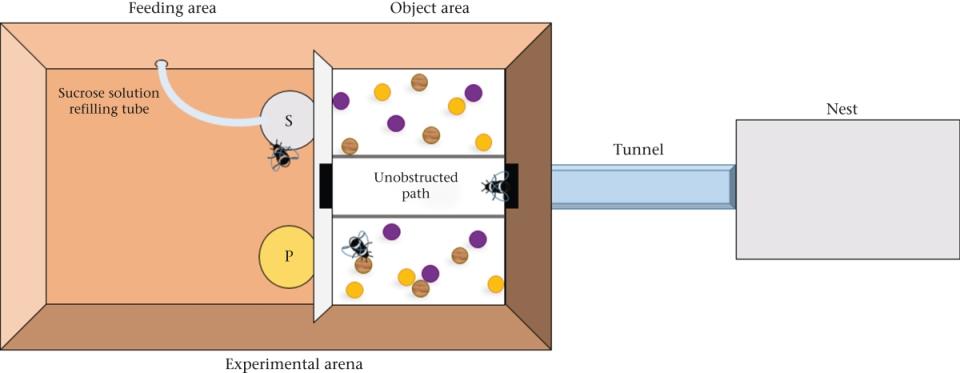 The experiment set up where bees play with wooden balls