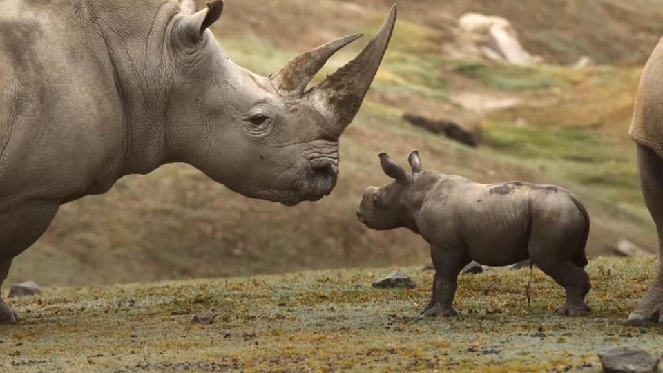 This baby rhino is helping to save her species.