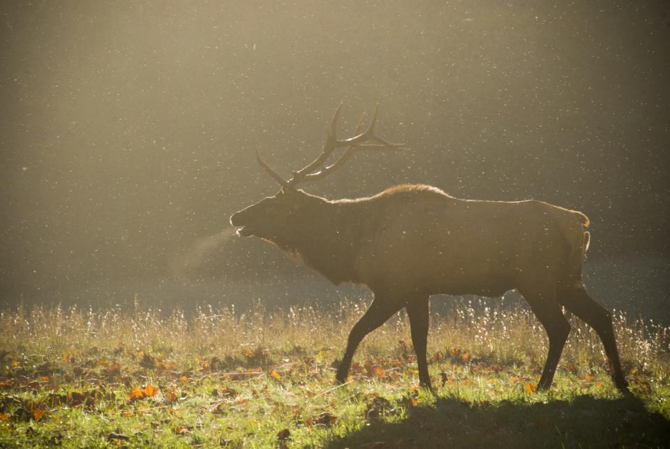 Mature males (bulls) can exceed 1,000 pounds, and they have very high testosterone levels as they compete for dominance this time of year.