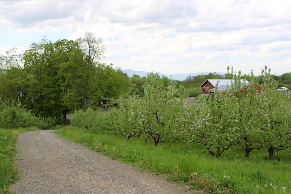 The path to pick-your-own fruits leads to the left, pick-your-own apple trees to the right at Rose Hill Farm in Red Hook on May 8, 2024.
