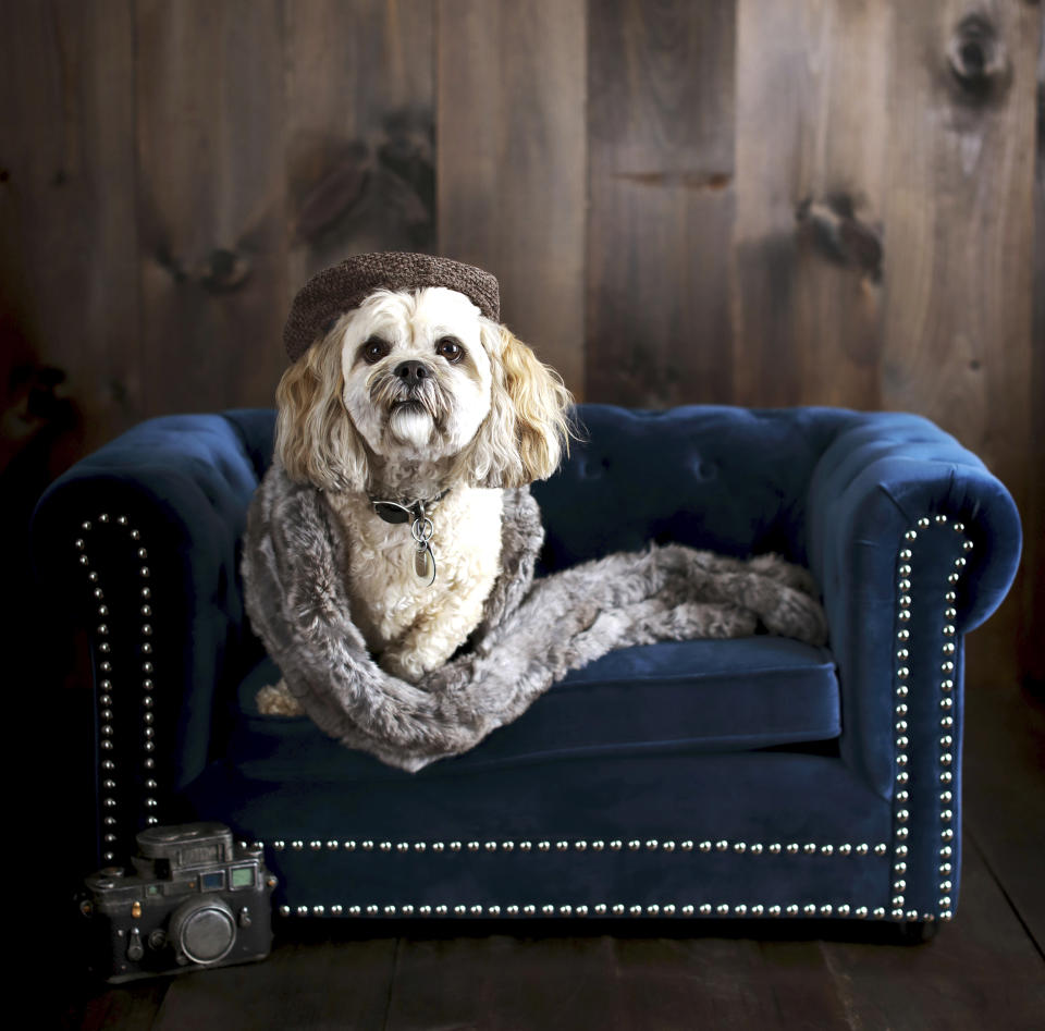 This photo provided by Pottery Barn shows the company's Chesterfield Pet Bed. No longer are furniture companies content to offer you staples like a sofa, easy chair and bed. Now they have those items for your pet, too, designed not to clash with the rest of your decor. Pottery Barn, Crate and Barrel, Ikea, Casper mattresses and other popular furniture purveyors have lines for pets, often in styles that complement their human-size living room furniture. (Pottery Barn via AP)