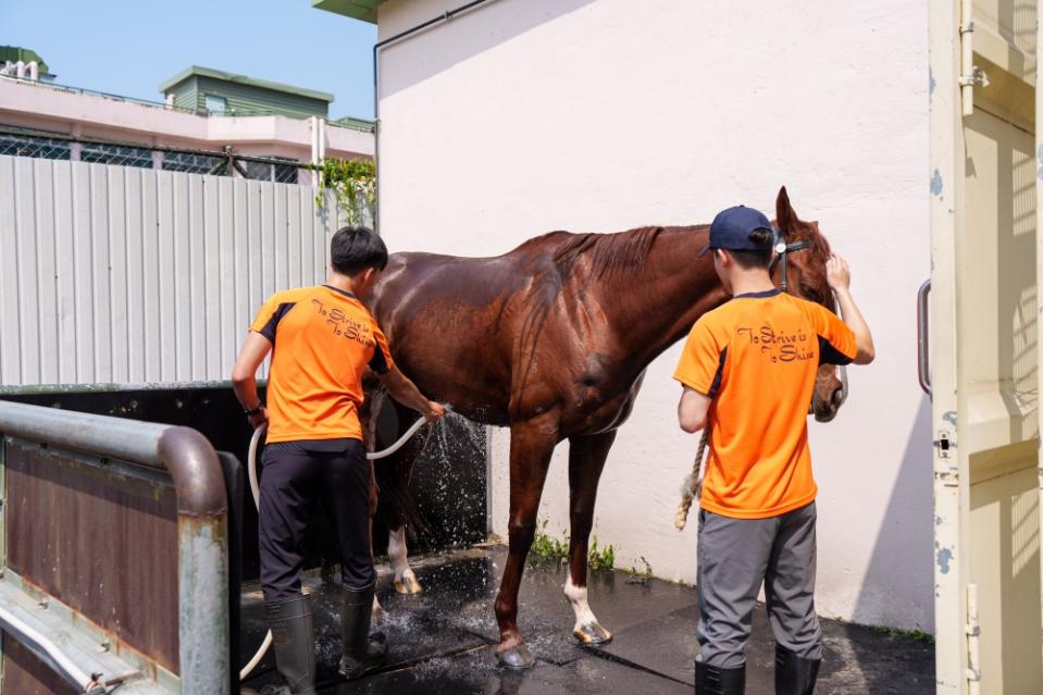 除了清潔馬房和馬具之外，幫馬匹洗澡都由賽事見習學員一手包辦！