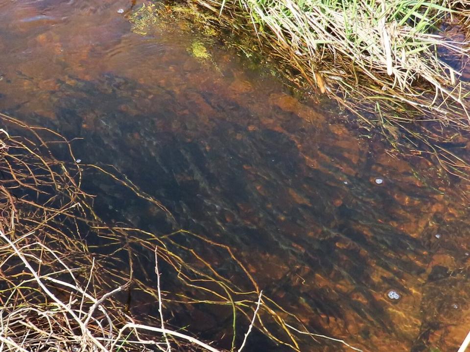 John te Raa took this photo of smelts in Mill - Doyles Creek on April 19, 2024.