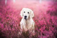 <p>En Cracovia, por ejemplo, tu cachorro podría ingresar incluso al museo y en el resto del país, encontrar muchísimos hoteles y restaurantes que admiten mascotas. Foto: Iza Łysoń / Getty Images </p>