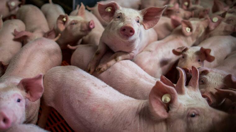 In Gefahr: Die Schweinepest dezimiert den Tierbestand in China – und bedroht nun auch Deutschlands Züchter. (Archivbild) Foto: dpa