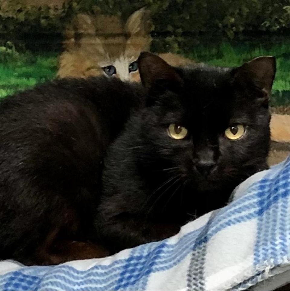 Blair, a 1-year-old domestic shorthair is a little shy. He a gorgeous black, silky coat and bright yellow eyes. If you’re patient, and hand over the chicken treats, then he'll be all yours. He resides at Tinker’s Legacy at SPCA Florida. Schedule a time at: www.spcaflorida.org/appointment.