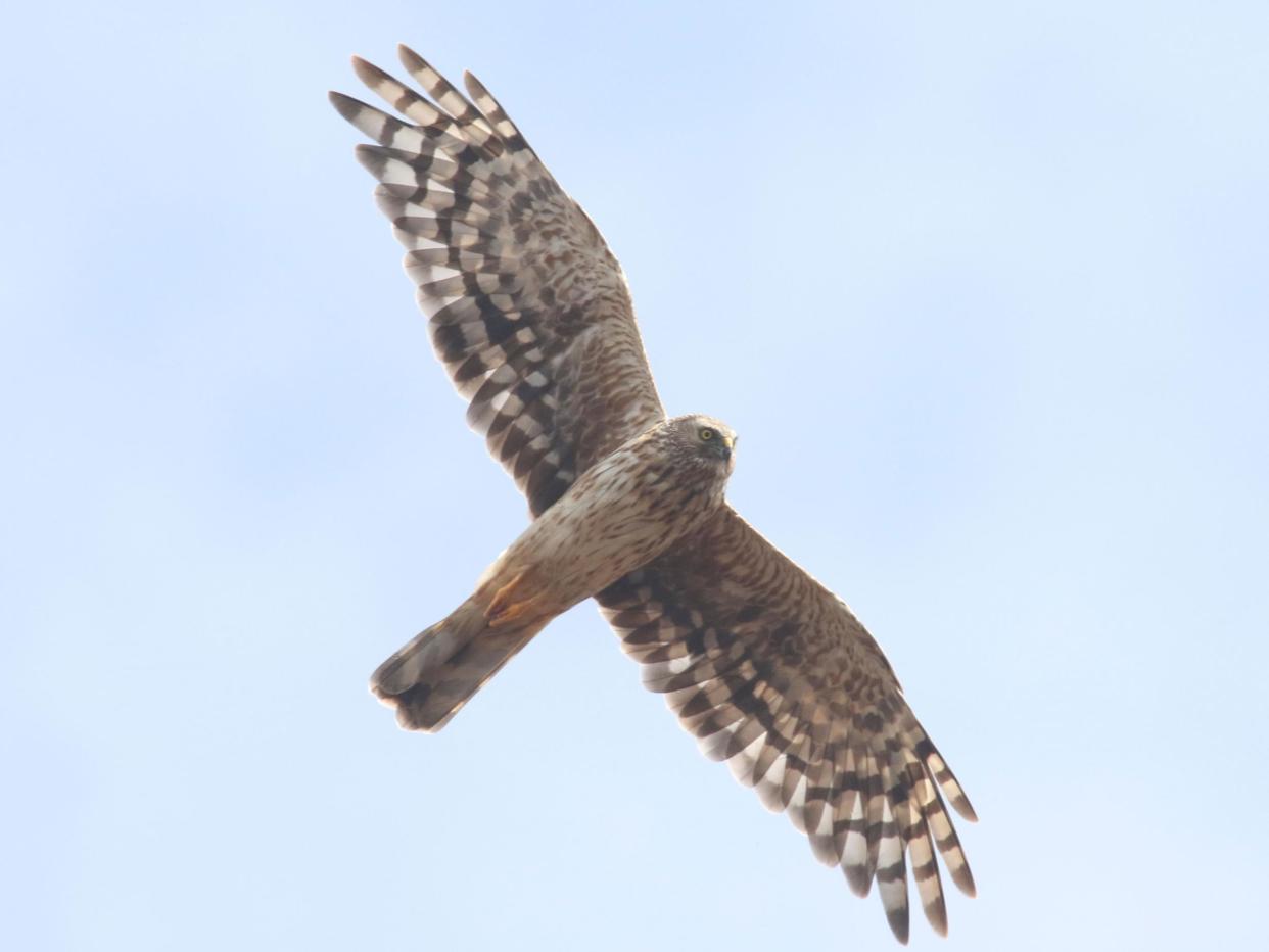 Hen harriers are known for their 'thrilling' skydance displays: Mark Thomas, RSPB