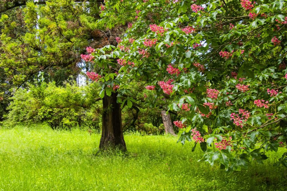 red horse chestnut in garden, spring time