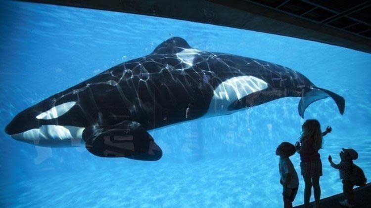 Kiska被稱為「最孤獨的殺人鯨」，獨自生活咗10年。