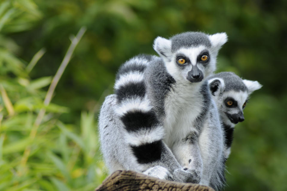 <b>Monkeys Eyebrow, Kentucky</b><br><br> Dieser Stadtname heißt übersetzt “Augenbraue eines Affen" - definitiv der lustigste unter den vorgestellten Städtenamen. Zur Bildergalerie der deutschen Städte mit kuriosen Namen gelangen Sie <a href=" http://de.nachrichten.yahoo.com/fotos/fucking-aua-ekelsdorf-kuriose-ortsnamen-slideshow/fucking-ortsschild-photo-1334754574.html" data-ylk="slk:hier;elm:context_link;itc:0;sec:content-canvas;outcm:mb_qualified_link;_E:mb_qualified_link;ct:story;" class="link  yahoo-link"> hier</a>.(Bild: Fotolia)