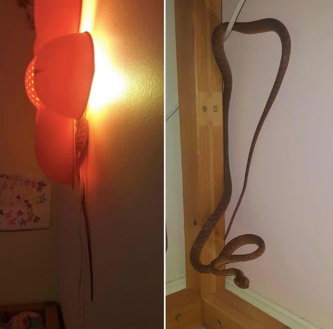 The snake was looped around a nightlight. Source: Gold Coast and Brisbane Snake Catcher/ Facebook.