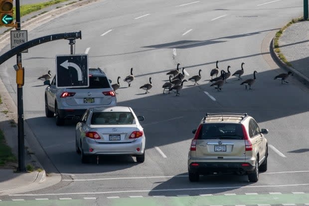 Canada geese block traffic while crossing the road in Vancouver in 2019. 