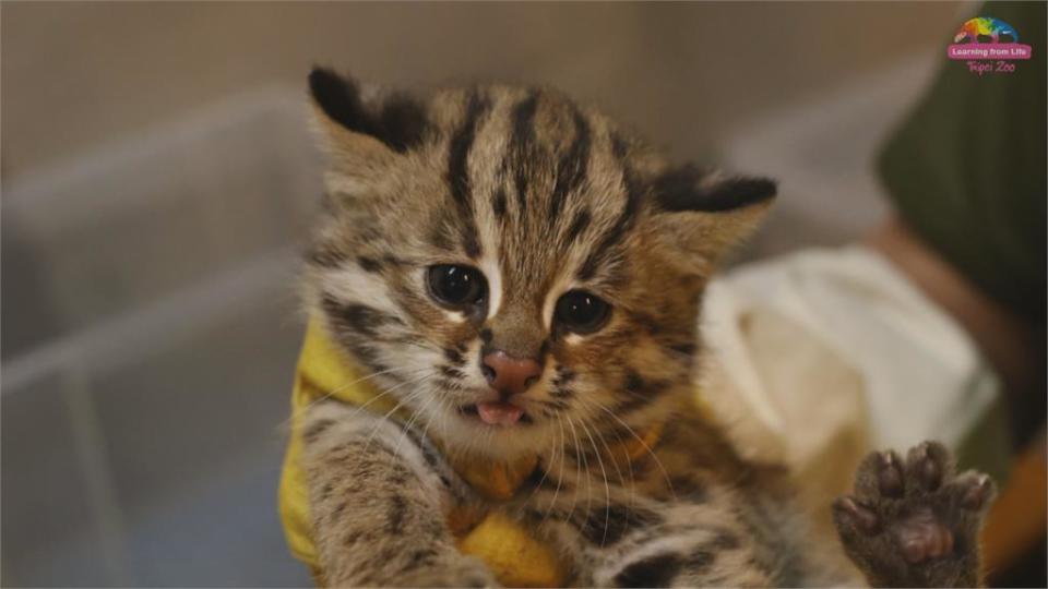 大眼萌樣超Q 北市動物園「石虎三寶」滿月了！