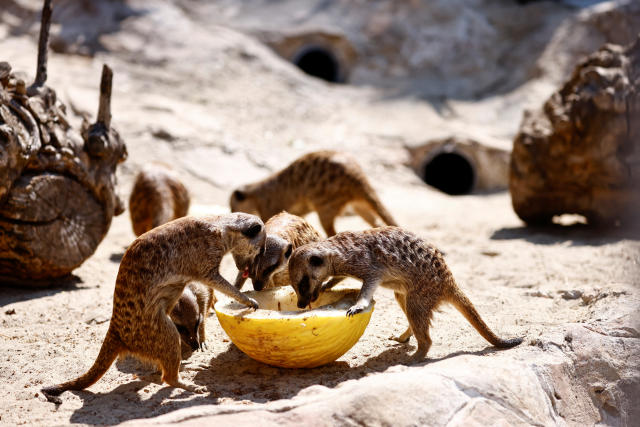 Meerkats eat iced melon treats with beetle larvae at a zoo in Rome.