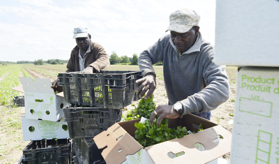 NEW HAMBURG, ON- AUGUST 28: Conroy Sterling, left, and Desmond Daley, both from Jamaica, pack freshly cut cilantro. Pfenning's Organic Farms in New Hamburg, Ontario, employs Canadians and Jamaican migrant farm workers to work its fields and packing warehouse. The owners would like to see its Jamaican workers afforded better pathways to becoming permanent residents and have open work permits that give workers the ability to easily change employers. Jim Rankin/Toronto Star (Jim Rankin/Toronto Star via Getty Images)