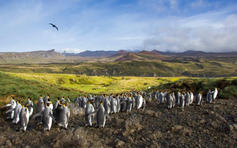 King Penguins on Marion Island - Otto Whitehead