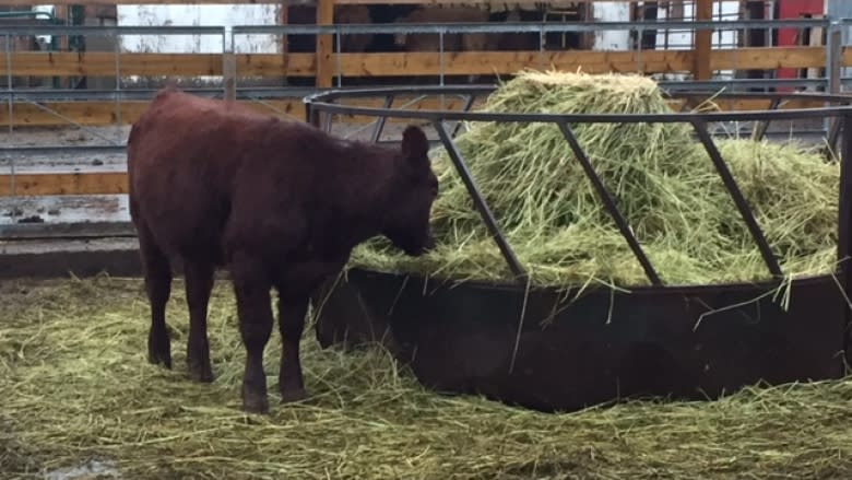 Port Williams farmer gets rid of 75 cattle following drought