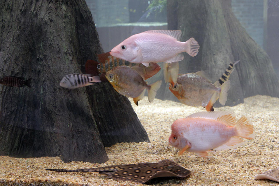 Freshwater exotics Greater Cleveland Aquarium in Cleveland Wednesday, Jan. 18, 2012. Ohio's only free-standing aquarium opens Thursday with two preview days for annual pass holders and opens to the public Saturday, Jan. 21. (AP Photo/Mark Duncan)