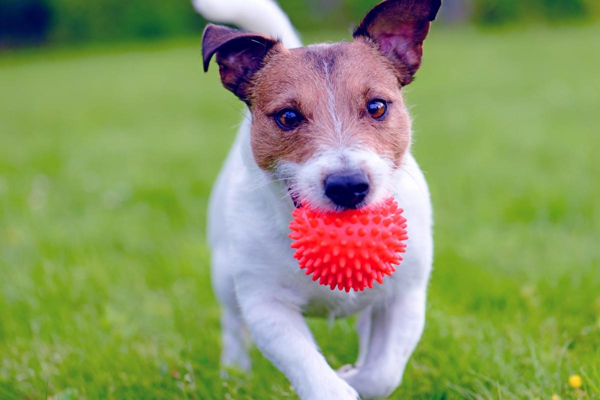 what happens if a dog eats an object