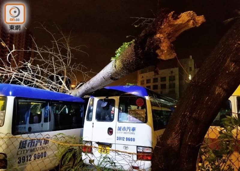 大樹連根拔起壓毀小巴車頂。(梁國雄攝)

