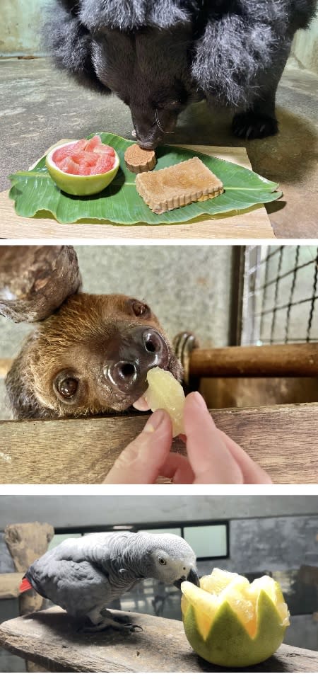 壽山動物園歡度中秋　動物們吃月餅柚子可愛模樣